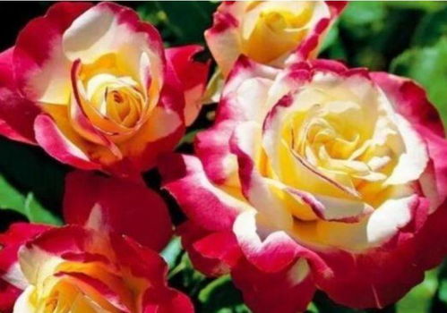 月季的养护小贴士