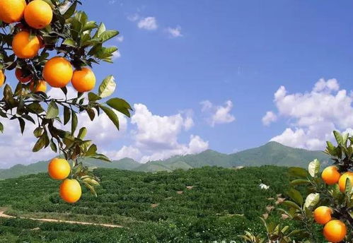 赣南脐橙园，农药那些事