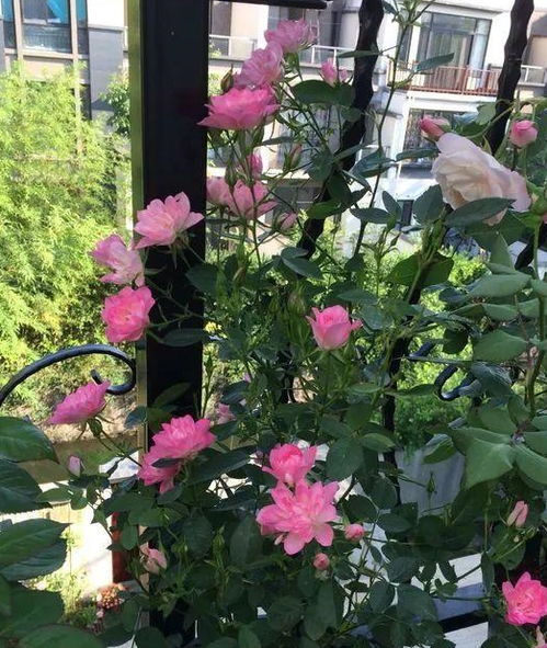 春季开花的时候非chang的多头