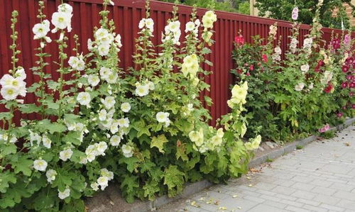 月季：多头群开， 美丽又芬芳