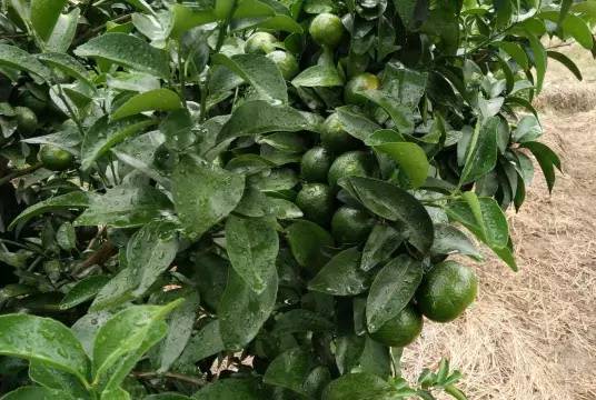 氟环唑对柑橘生长抑制效果如何？使用方法有哪些注意事项？