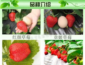 草莓地除草剂使用时机