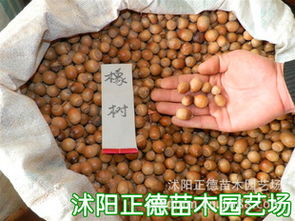 第一步：挑出好种子