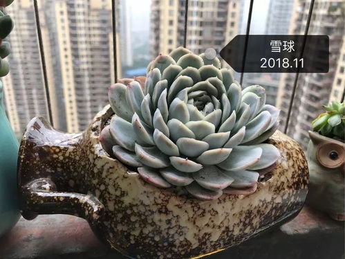 多肉植物佛罗里安娜如何养殖？如何让它的叶片更加饱满