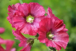 蜀葵叶子形状揭秘