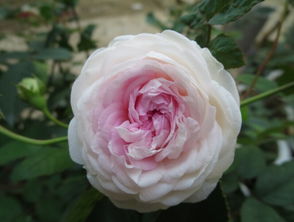 中国十大古老月季品种， 揭秘花美花期长的园艺瑰宝