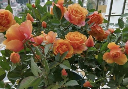 修剪管理是关键