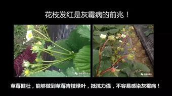 灰霉病的防治药剂：多种选择