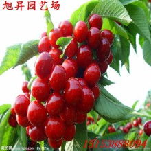 樱桃种子的价格范围