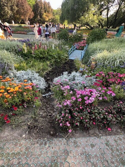 新手种植花圃， 品种选择的重要性