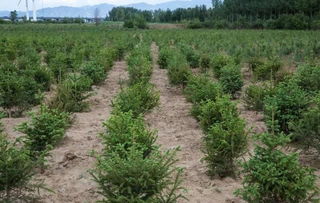 山茶油苗木种植基地：价格一览及联系方式