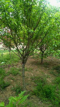 杉树的种植行情