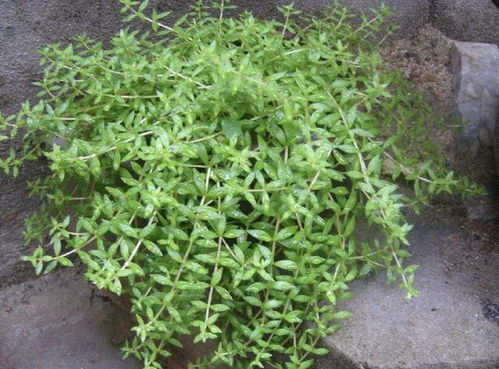 北京张大爷的故事