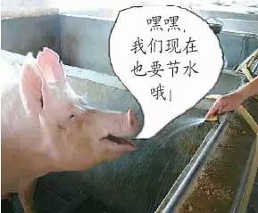 猪场饮水器鸭舌乳头滚珠款怎么选用法鉴别？