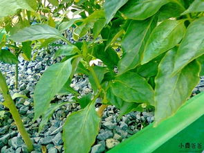 鱼菜共生系统中，适合种植哪些蔬菜品种？