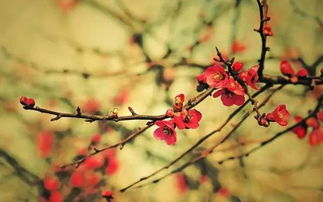 梅花品种大盘点