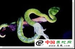 蛇的生长环境大揭秘