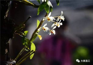 金钗石斛如何才能开花？掌握哪些养护技巧能让它绽放出美丽的花朵呢