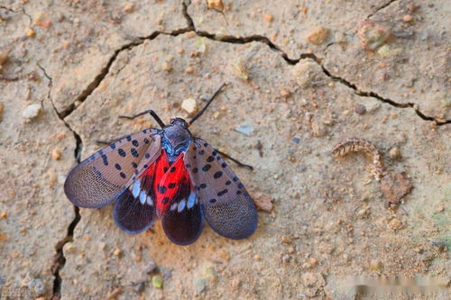 纺织娘的丝，软软的，滑滑的