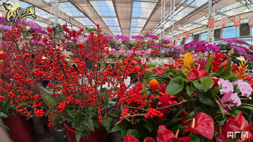 花卉市场里的花花世界