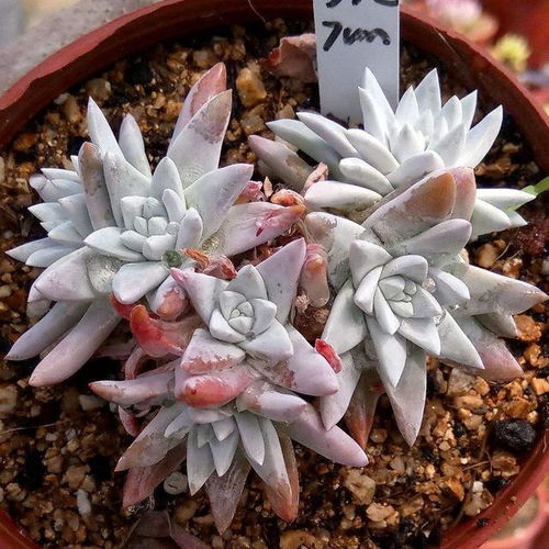 仙女杯月季的花期与生长环境揭秘