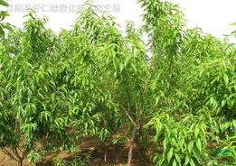 红叶碧桃，那红彤彤的果儿，啥时嫩笑开颜？