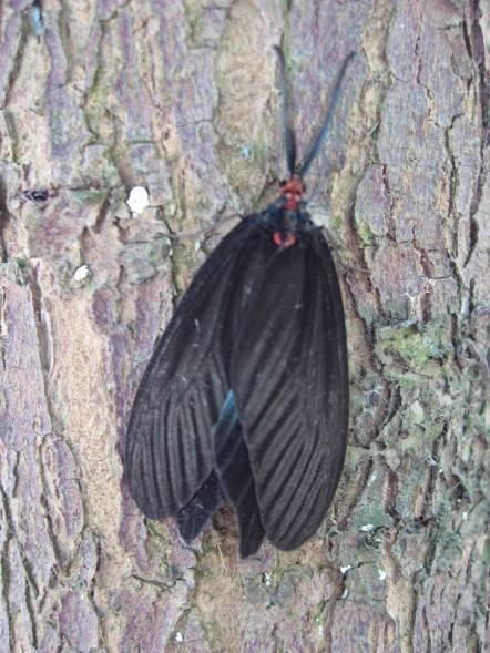 重阳木锦斑蛾：那个一年四次来捣乱的“空中土匪”