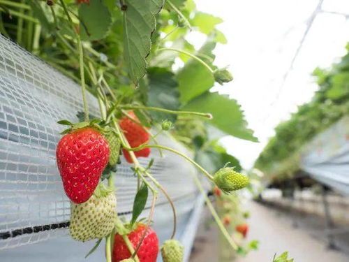 红果金栗兰施肥：施足底肥