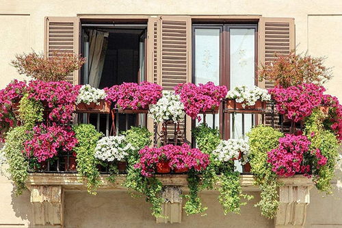 家里围栏种花， 美丽又吸引蝴蝶蜜蜂的小秘密