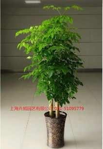 公园绿植（花卉）辨识