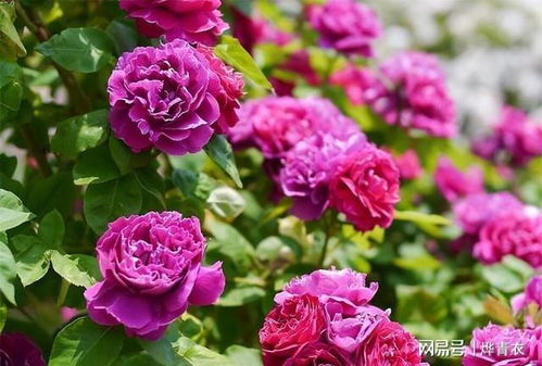 三、 藤本月季的管理技巧