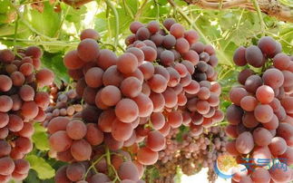 果香四溢，甜蜜满溢的水果品种