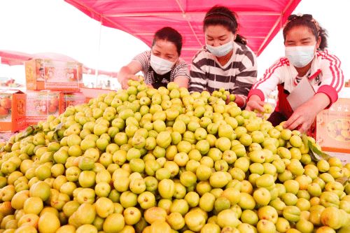 库车小白杏的上市时间