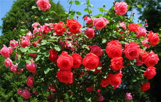 花儿的花香怎么样呢？