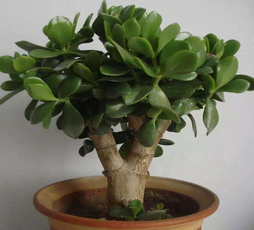 人参榕根部肥大， 肥料选择有讲究