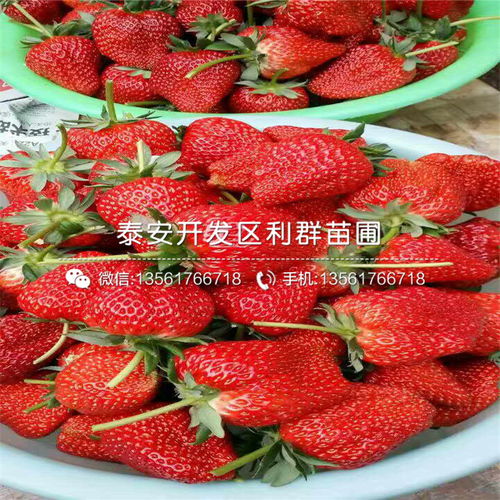 农民秋忙时节，抢种草莓