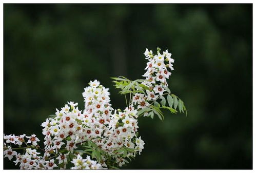 文冠花：中华千年文化传承之花，花中瑰宝