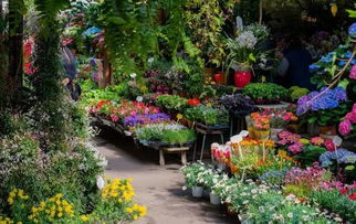 马路两旁的花花草草，你认识几种？