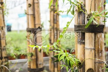 “铁皮盒底打孔，养花新天地