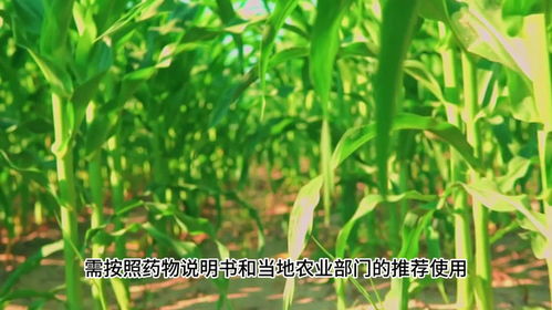 增效操作指南， 红糖也Neng帮忙