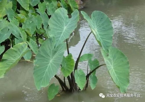还有，用除草剂的时候要注意啥子？