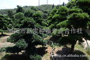 基地优质供应造型罗汉松， 园林工程专用
