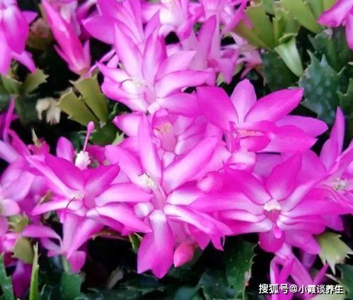 彼岸花有毒吗？听听老花匠怎么说的