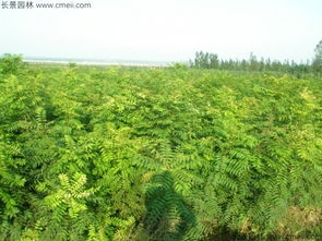 黄连木的种子：大自然的宝藏