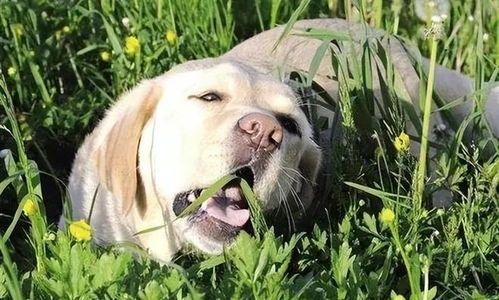 狗狗生病， 要注意保暖哦