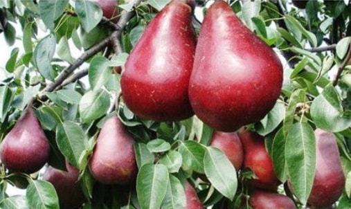 梨的种类，真是个大宝藏