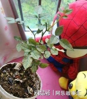 月季花生红蜘蛛怎么办？如何有效防治