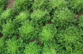 苦菊种植需注意土壤、水分、光照等条件