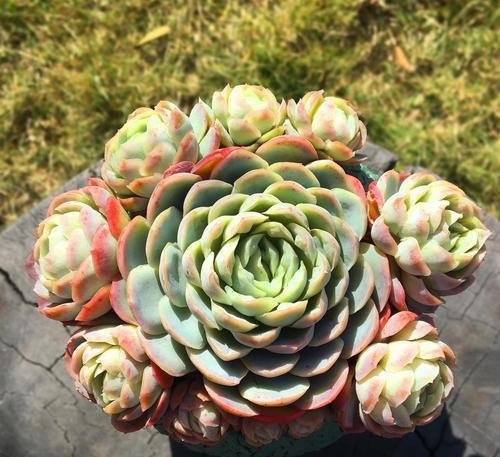 如何高效养护冰梅多肉，确保充足光照以促进生长？