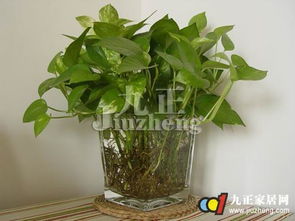 绿萝藤蔓过长，怎么办？